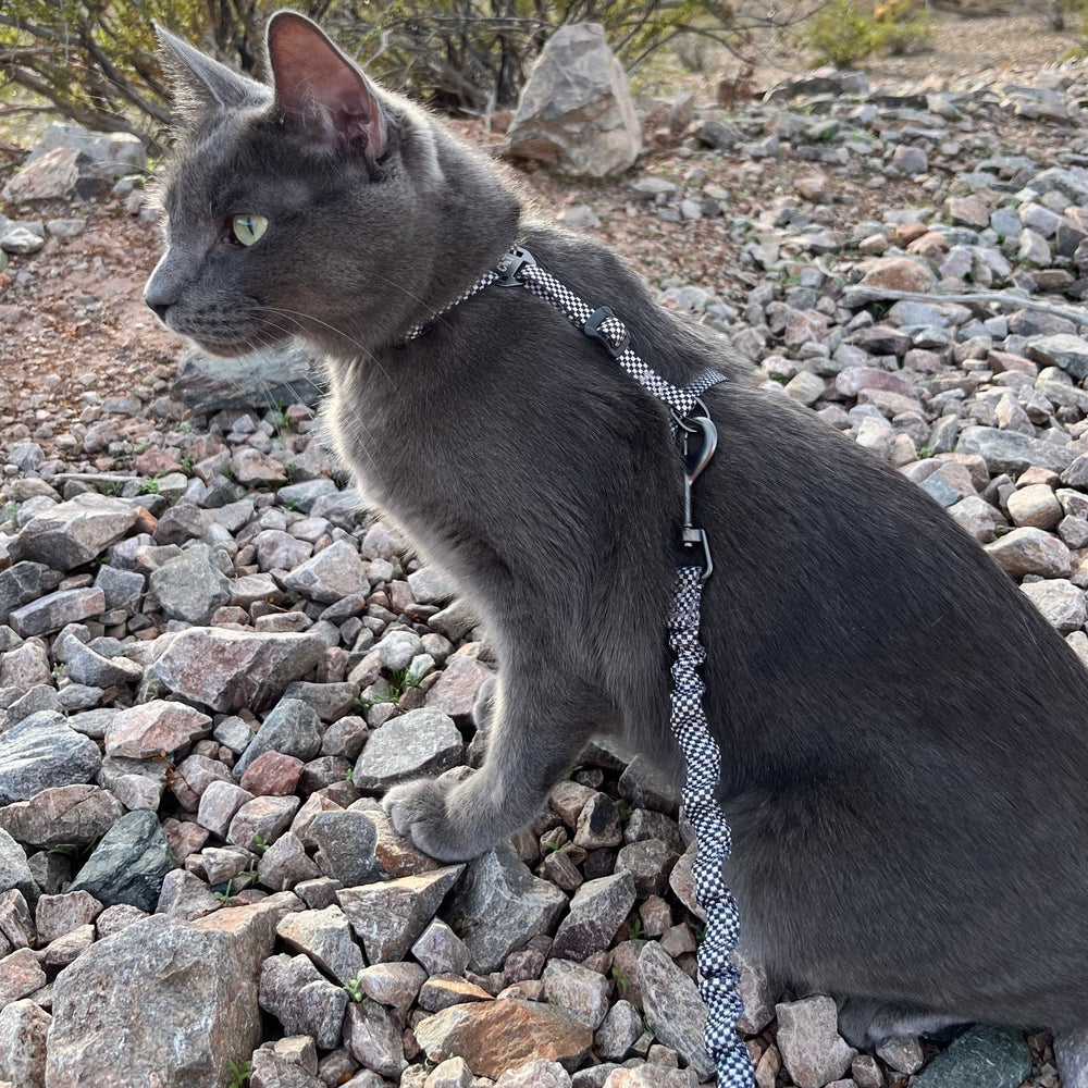 "The Day Tripper" Adjustable HStyle Cat Harness & Bungee Leash