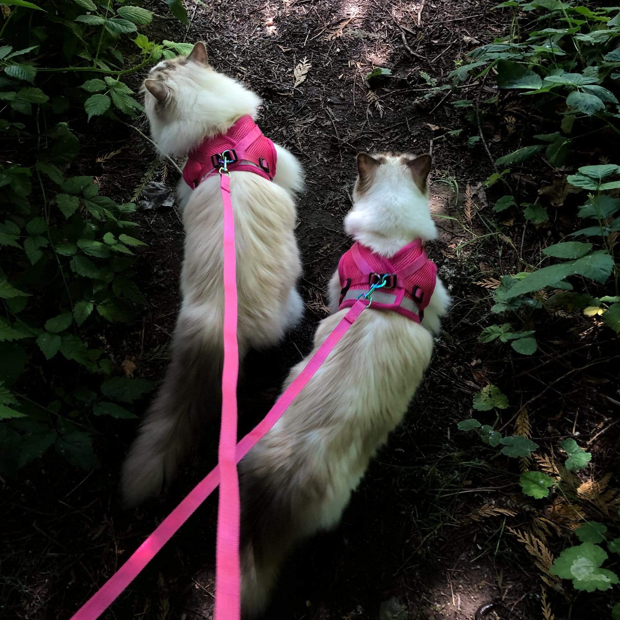 "The Purrfectly Pink" Iridescent Limited-Edition Harness & Leash Set