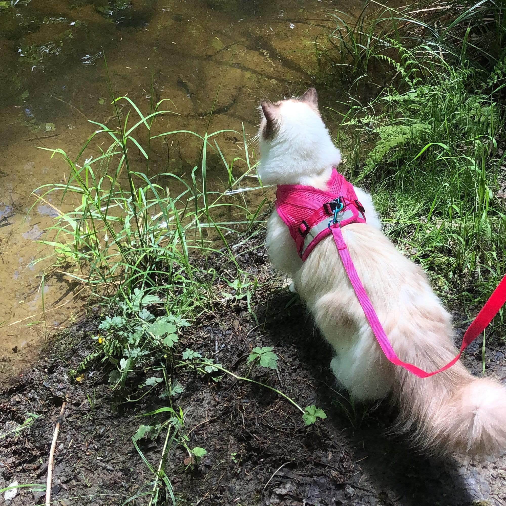 "The Purrfectly Pink" Iridescent Limited-Edition Harness & Leash Set