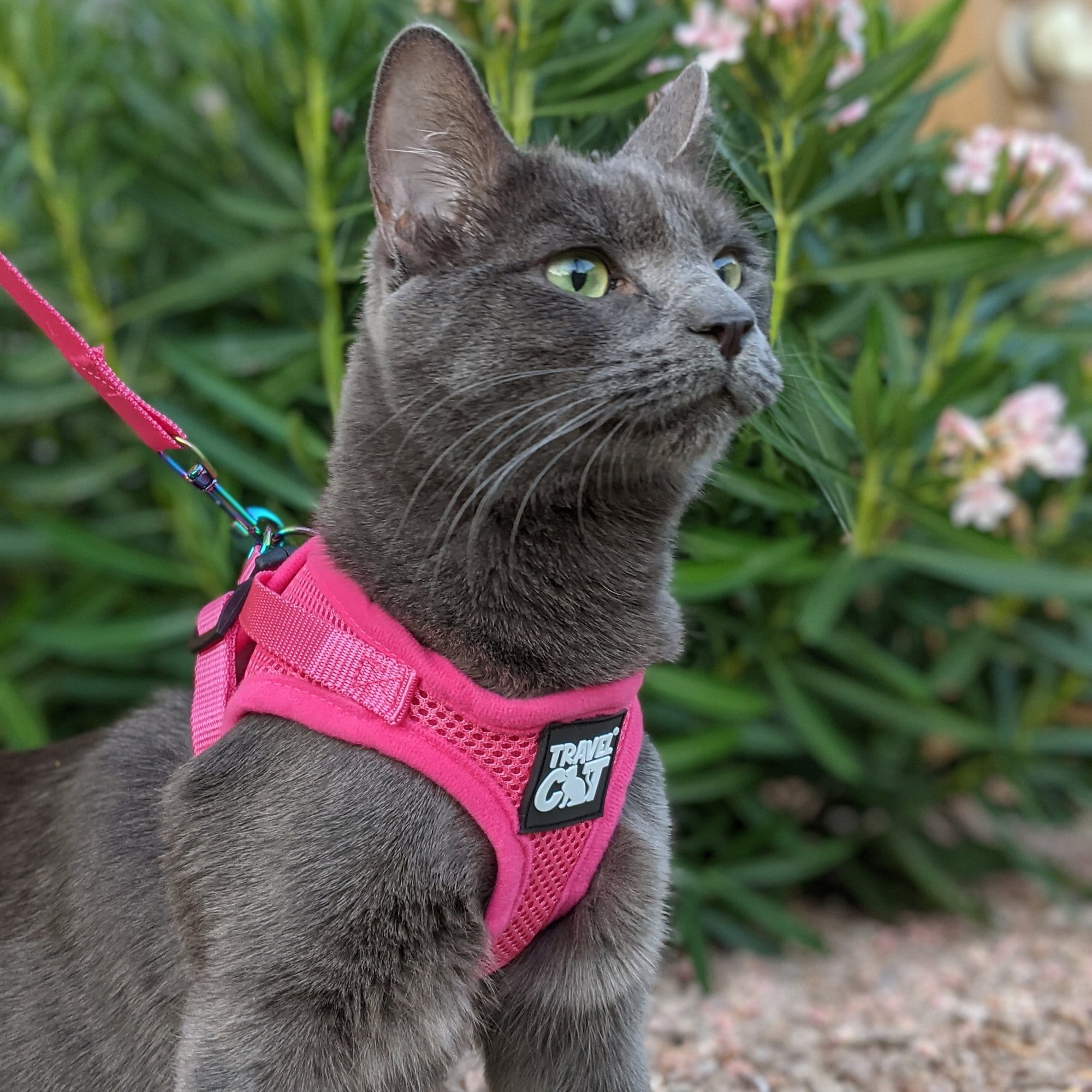 Cat Harness & Leash - Medium - Premier Pet