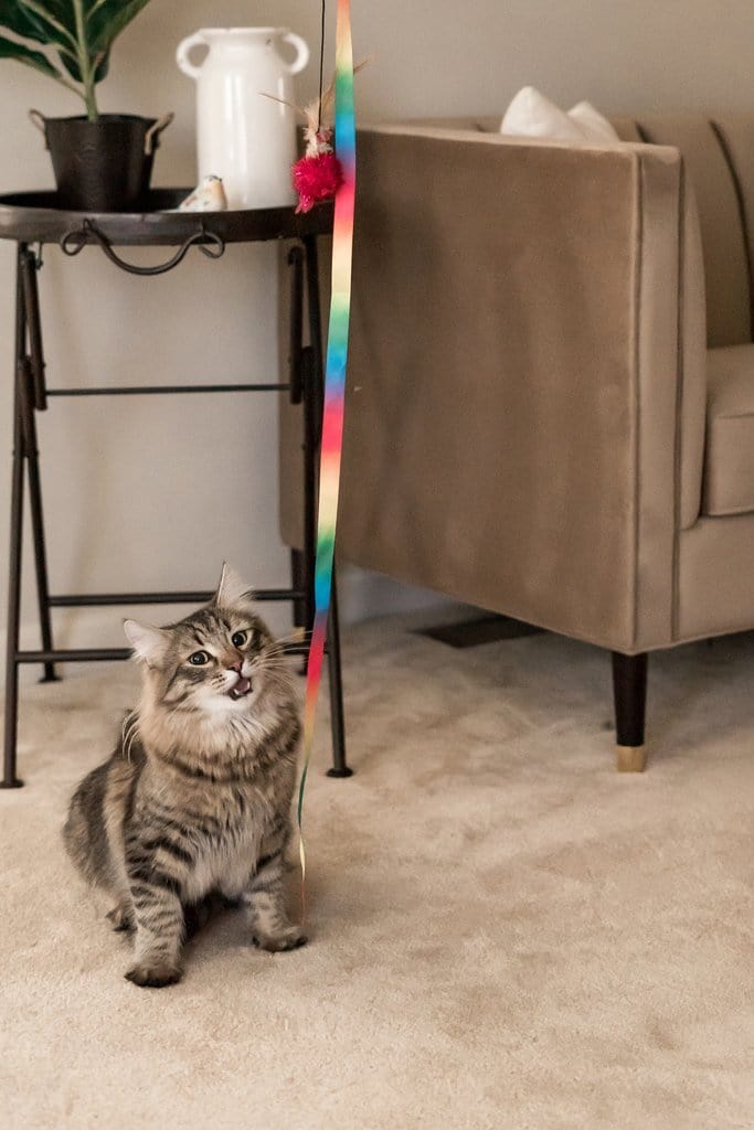 "The Rainbow Dancer" Cat Teaser Toy Wand