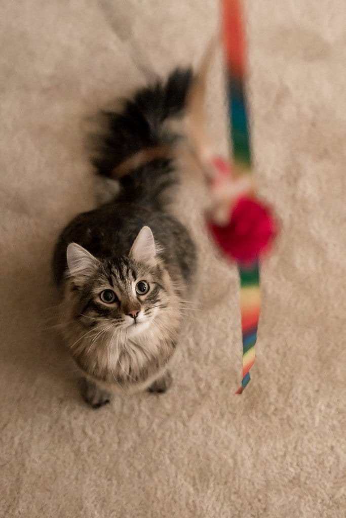 "The Rainbow Dancer" Cat Teaser Toy Wand