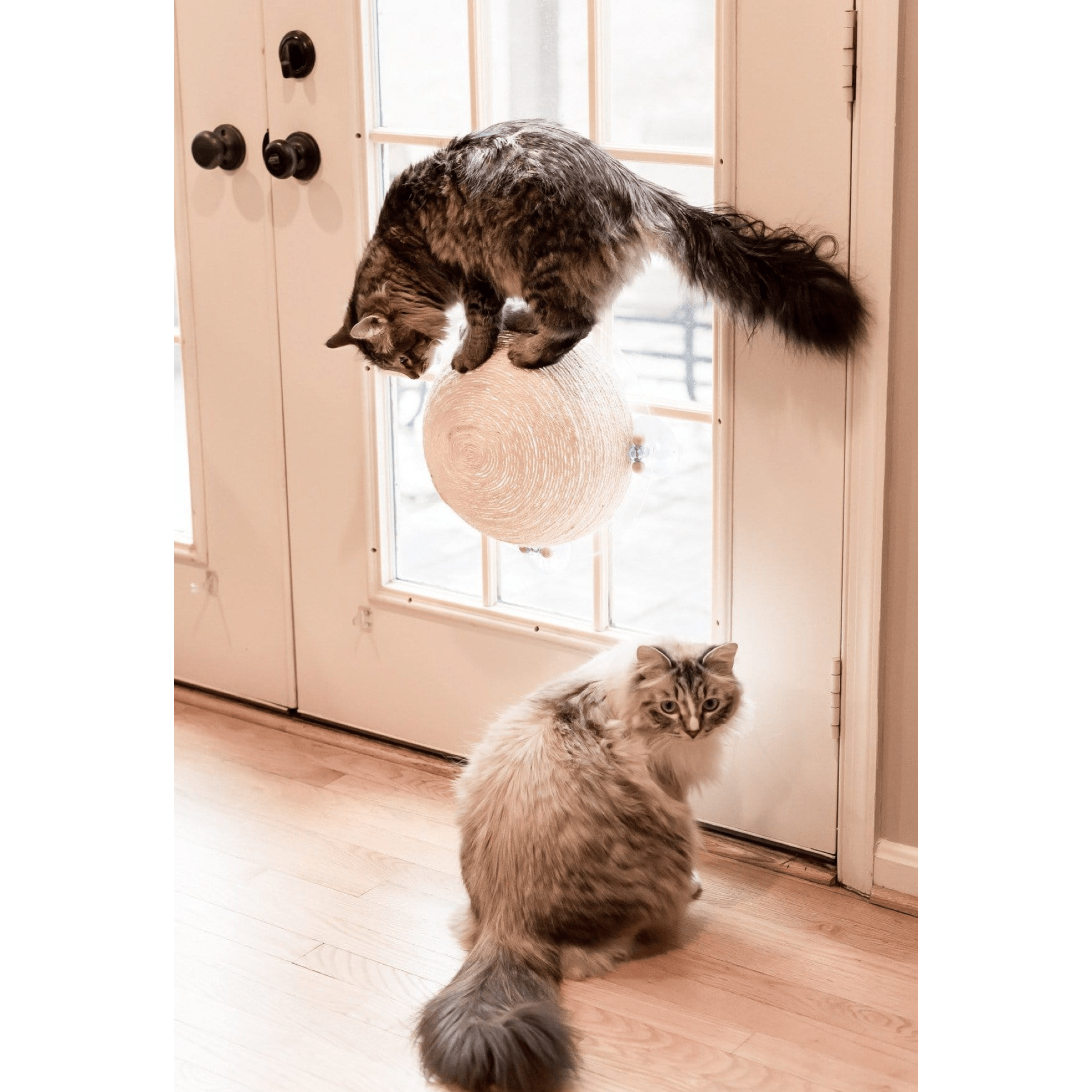 "The Window Wall Ball" Suction Cat Scratcher