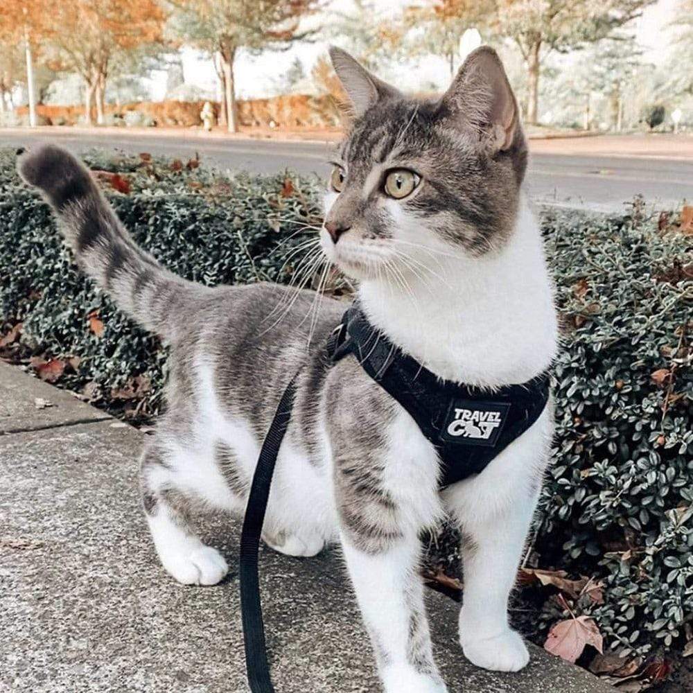 "The True Adventurer" Reflective Cat & Kitten Harness and Leash