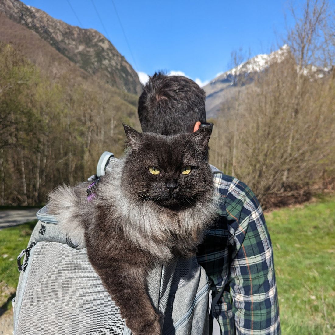 Big fluffy cat riding in the Navigator on a mountain hike